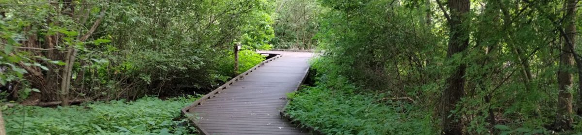 The Health-Promoting Bandwagon